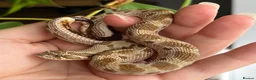 Snake reptiles for sale: Various Western Hognose Hatchlings - Advert 34