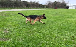 German Shepherd dogs for stud: Incredible KC REG, True family GSD - Image 4