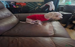 Maltese dogs for sale: Maltese for rehome or co-own. - Image 1