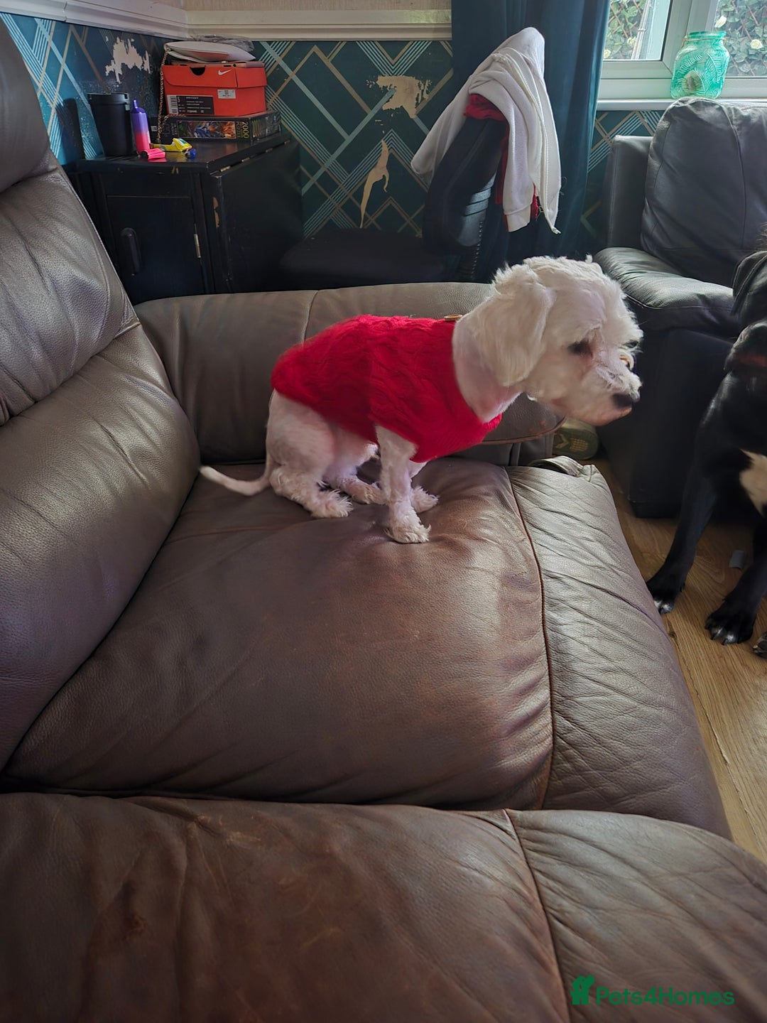 Maltese dogs for sale: Maltese for rehome or co-own. - Image 1