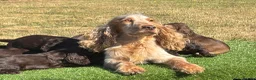 Cocker Spaniel dogs for sale: Beautiful litter of qauilty show type cockers  - Advert 15