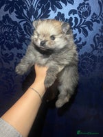 Pomeranian dogs Wolf CHAMPION KENNEL CLUB Reg Pomeranian puppy Pup - Advert 4