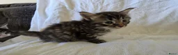 Persian cats for sale: Fluffy Perisan Kittens looking for Forever Homes in Edinburgh - Advert 9