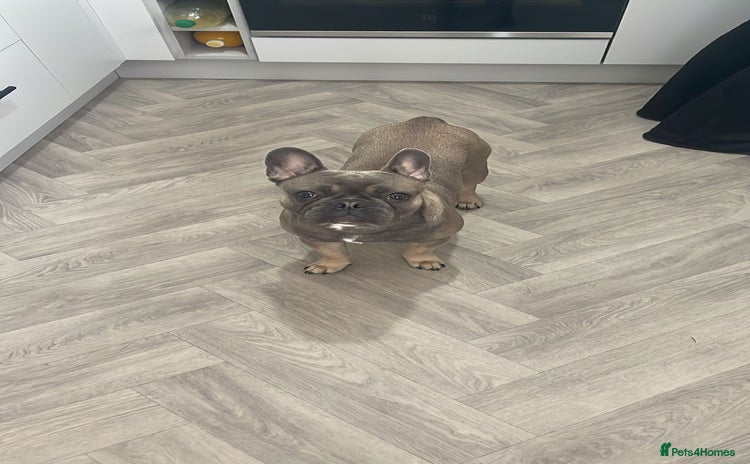 French Bulldog dogs in Middlesbrough - Advert 11