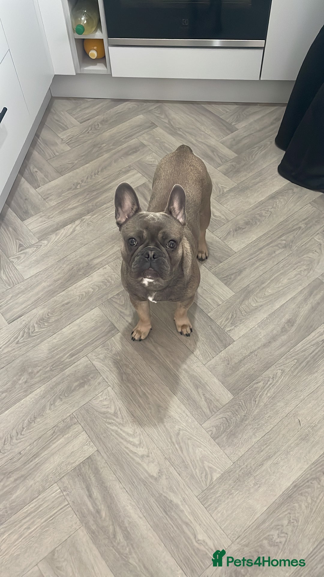 French Bulldog dogs for sale: 11 month old boy  in Middlesbrough - Image 1