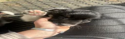 Mixed Breed dogs for sale: Gorgeous border collie puppies  - Advert 8