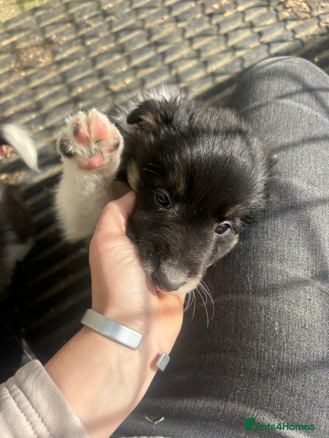 Mixed Breed dogs for sale: Gorgeous border collie puppies  - Advert 8