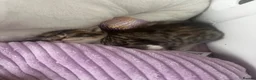 Mixed Breed cats for sale: 2 little cuties  - Advert 5