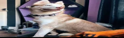 Shepsky dogs for sale: Stunning multi-eye coloured puppies - Advert 2