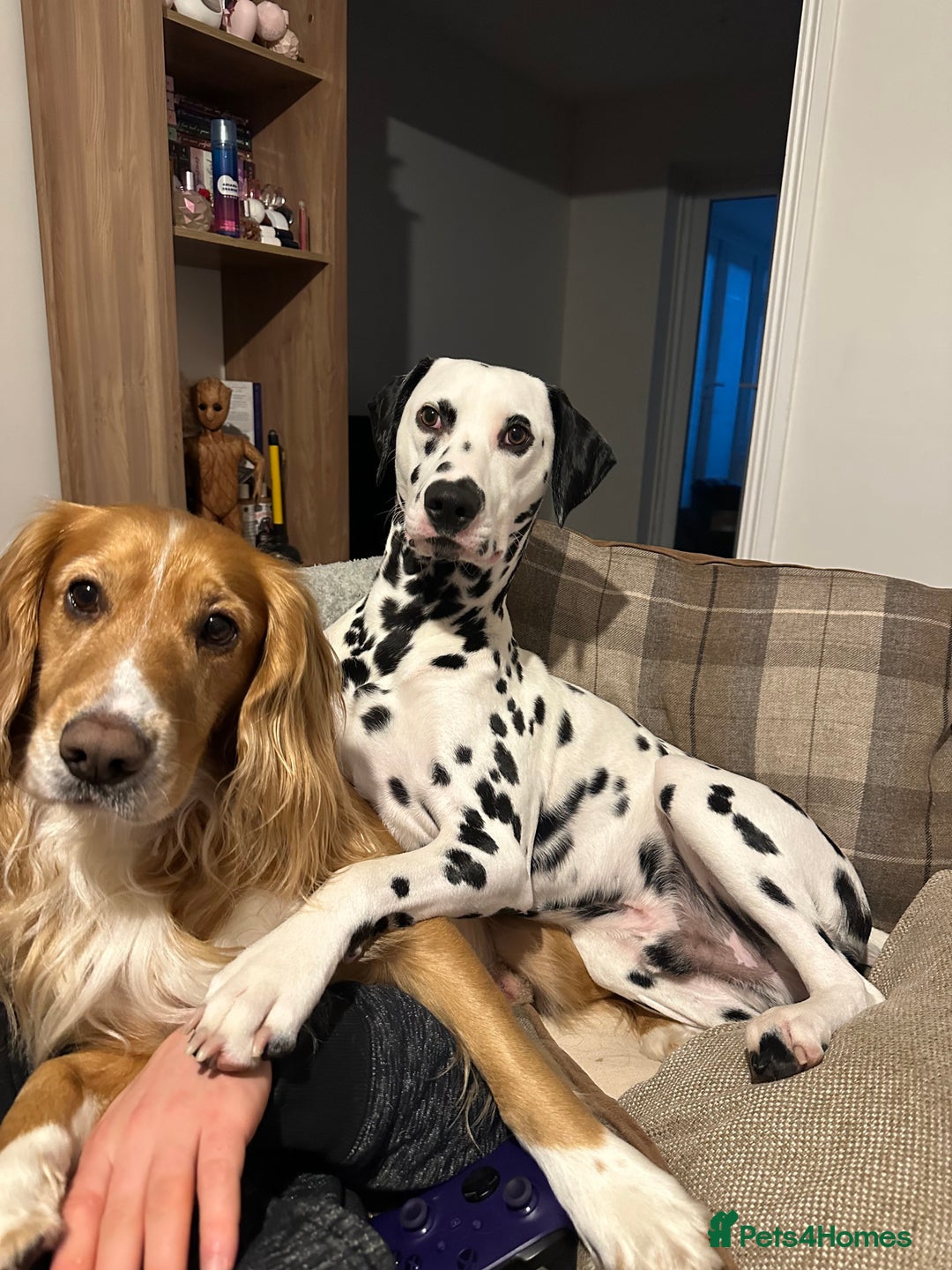 Cocker Spaniel dogs for stud: Golden Cocker Spaniel Stud - Advert 1