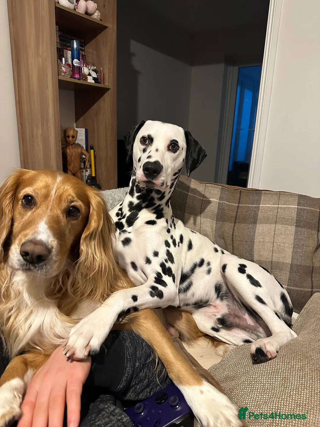 Cocker Spaniel dogs for stud: Golden Cocker Spaniel Stud - Advert 1