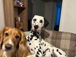 Cocker Spaniel dogs Golden Cocker Spaniel Stud - Advert 18