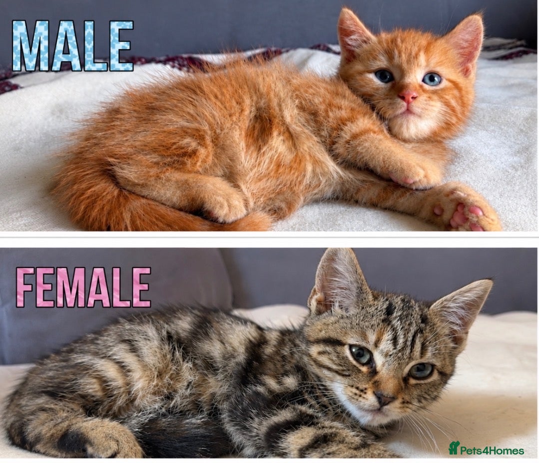 Mixed Breed cats Beautiful Kittens - Ready for their forever home - Advert 18