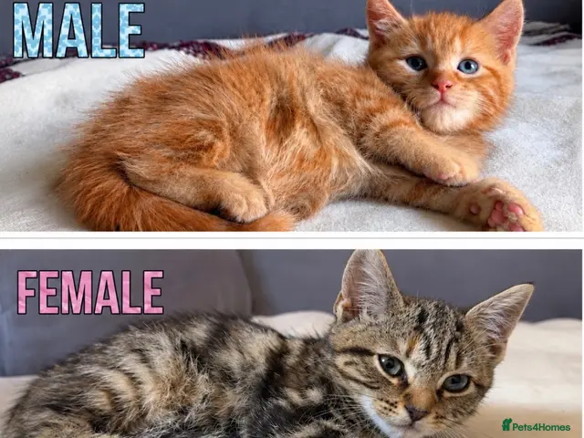Mixed Breed cats Beautiful Kittens - Ready for their forever home - Advert 24
