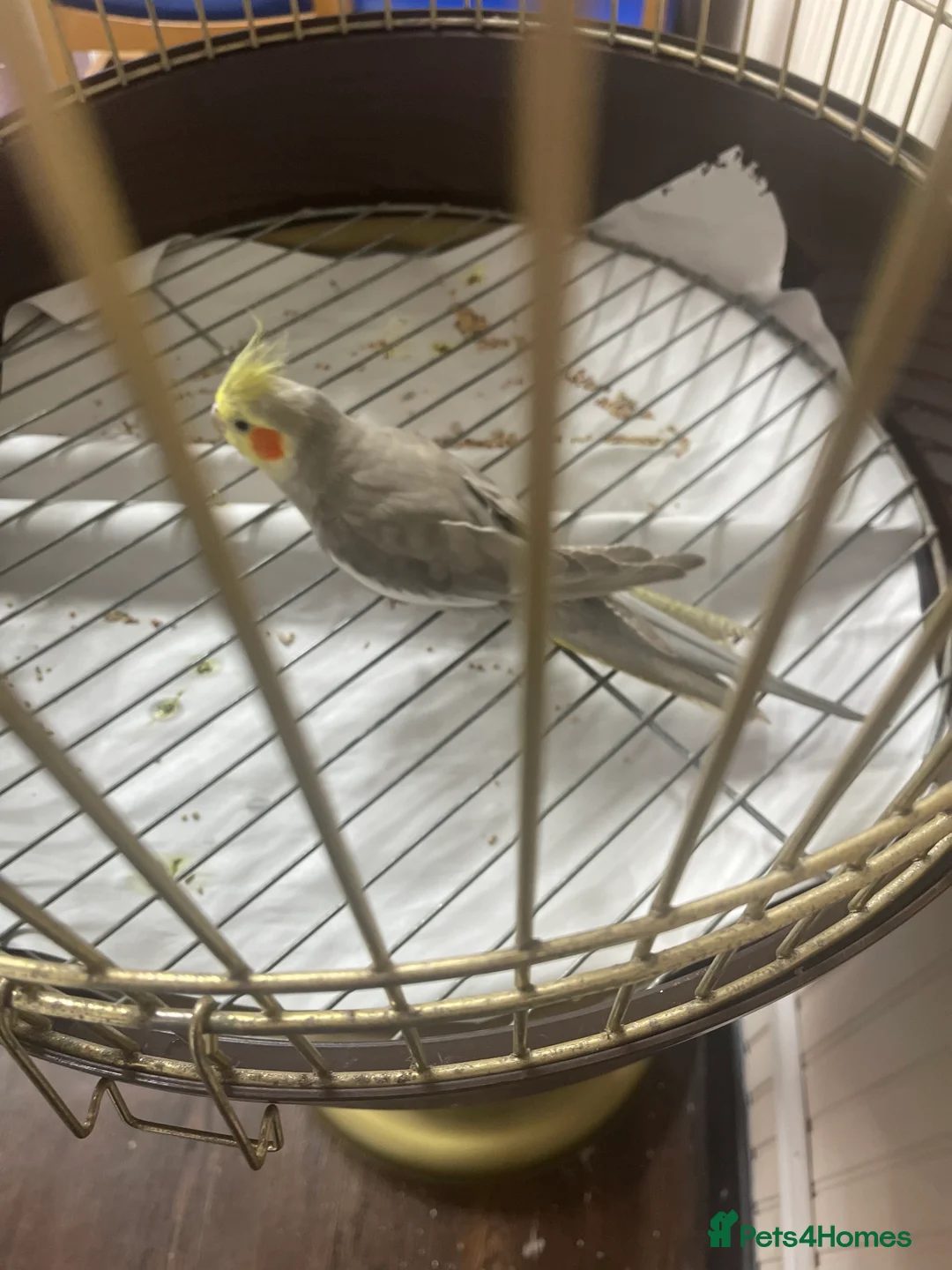 Cockatiels birds for sale: Cockatiel  - Advert 9