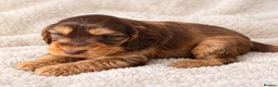 Cockapoo dogs for sale: Cockapoo puppies in Fareham - Advert 7