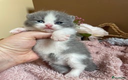 British Shorthair cats for sale: Champion Bloodline British Shorthair Kittens  - Image 1