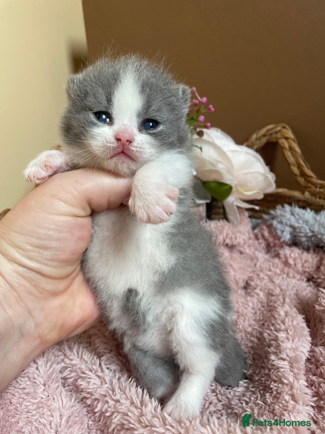 British Shorthair cats for sale: Champion Bloodline British Shorthair Kittens  - Image 1