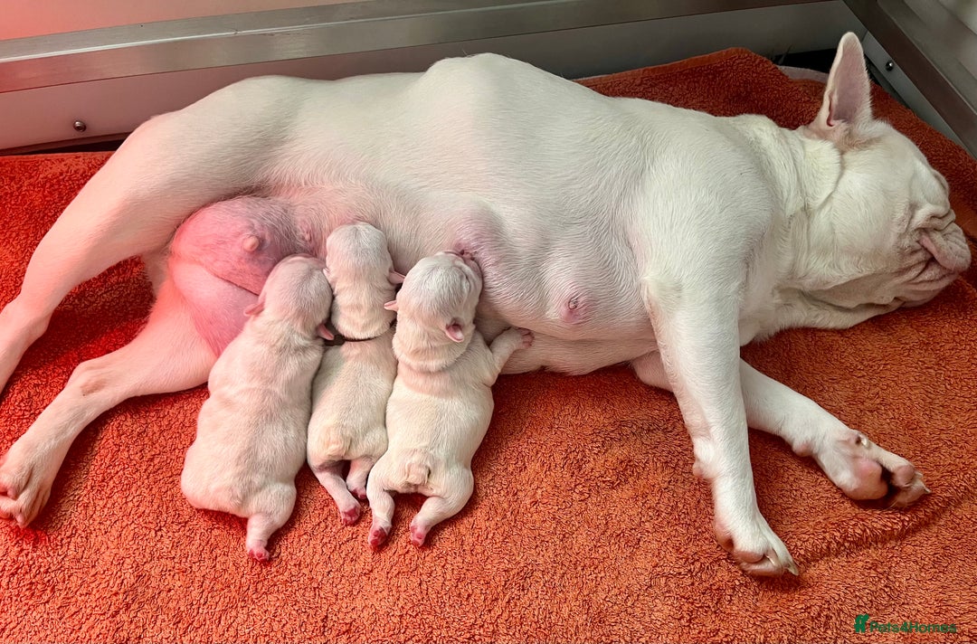 French Bulldog dogs for sale: Pink Health clear Frenchie - DEZINERBULLZ lines - Image 9