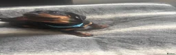 Miniature Dachshund dogs for sale: Beautiful miniature dachshund puppies  - Advert 25