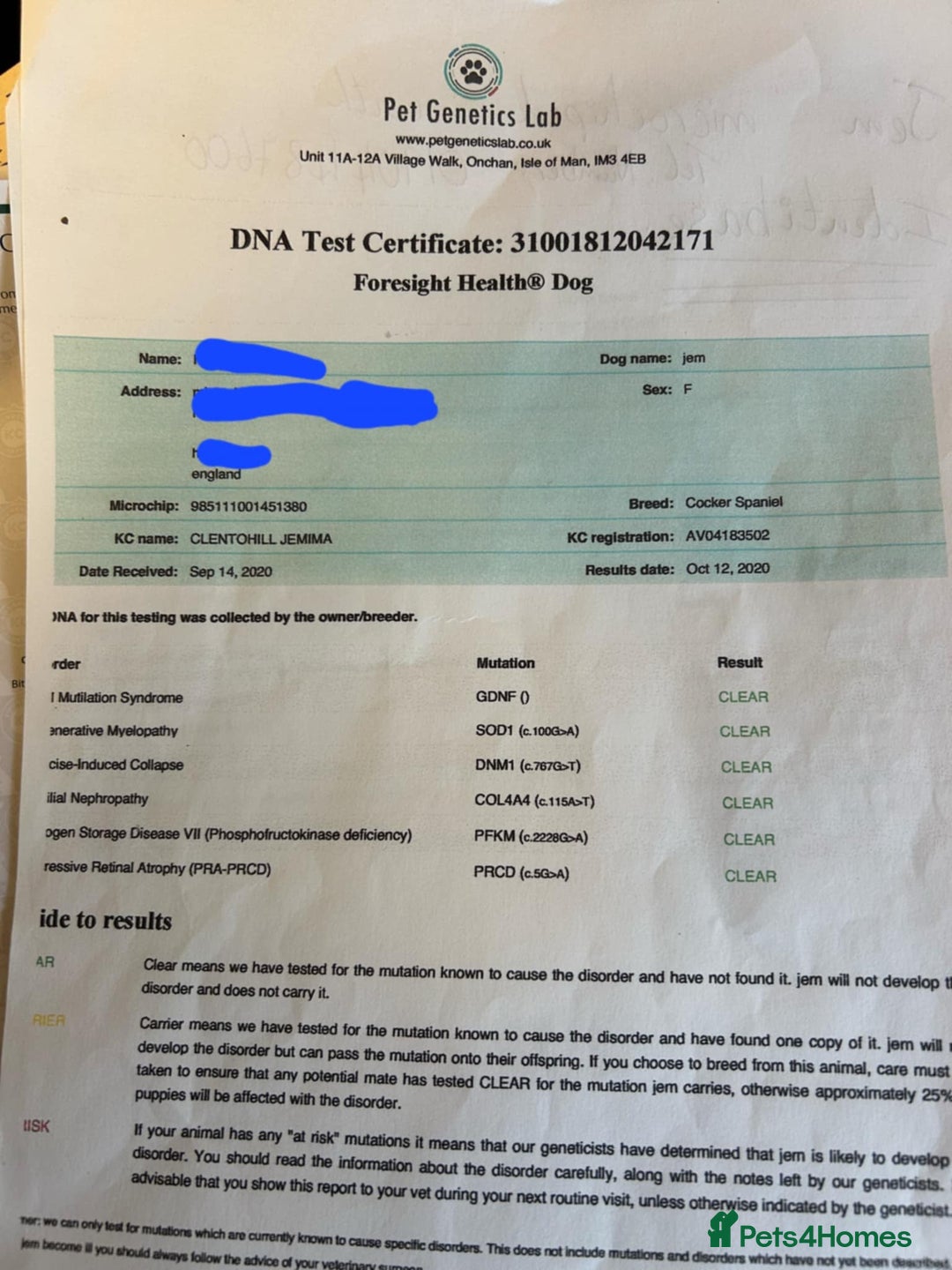 Cocker Spaniel dogs for sale: Excellent pedigree cocker spaniels  - Advert 4