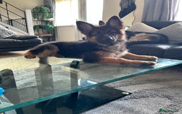 German Shepherd dogs for sale: German Shepard little girl - Advert 1