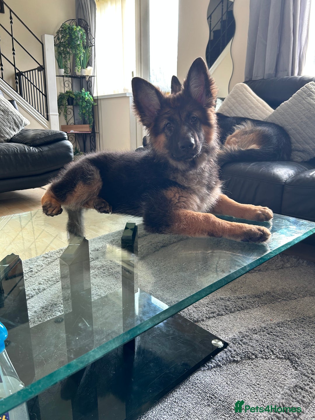 German Shepherd dogs for sale: German Shepard little girl - Advert 1