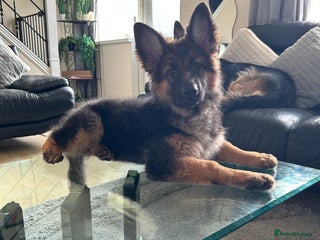 German Shepherd dogs German Shepard little girl - Advert 1