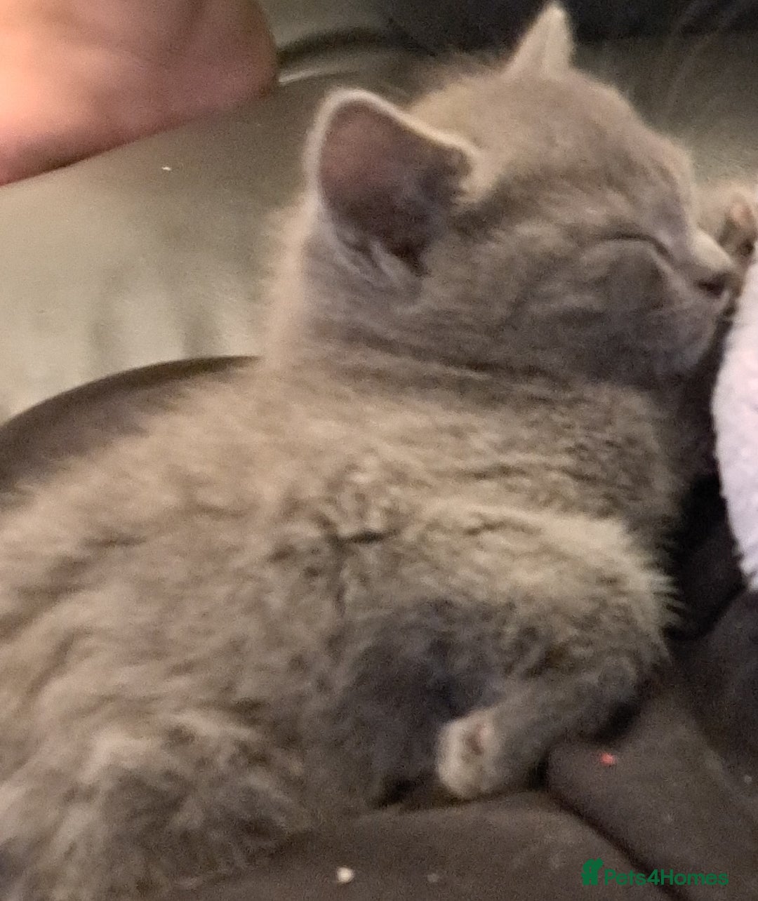 Mixed Breed cats for sale: Gorgeous Cross Kittens 🌟 - Advert 8