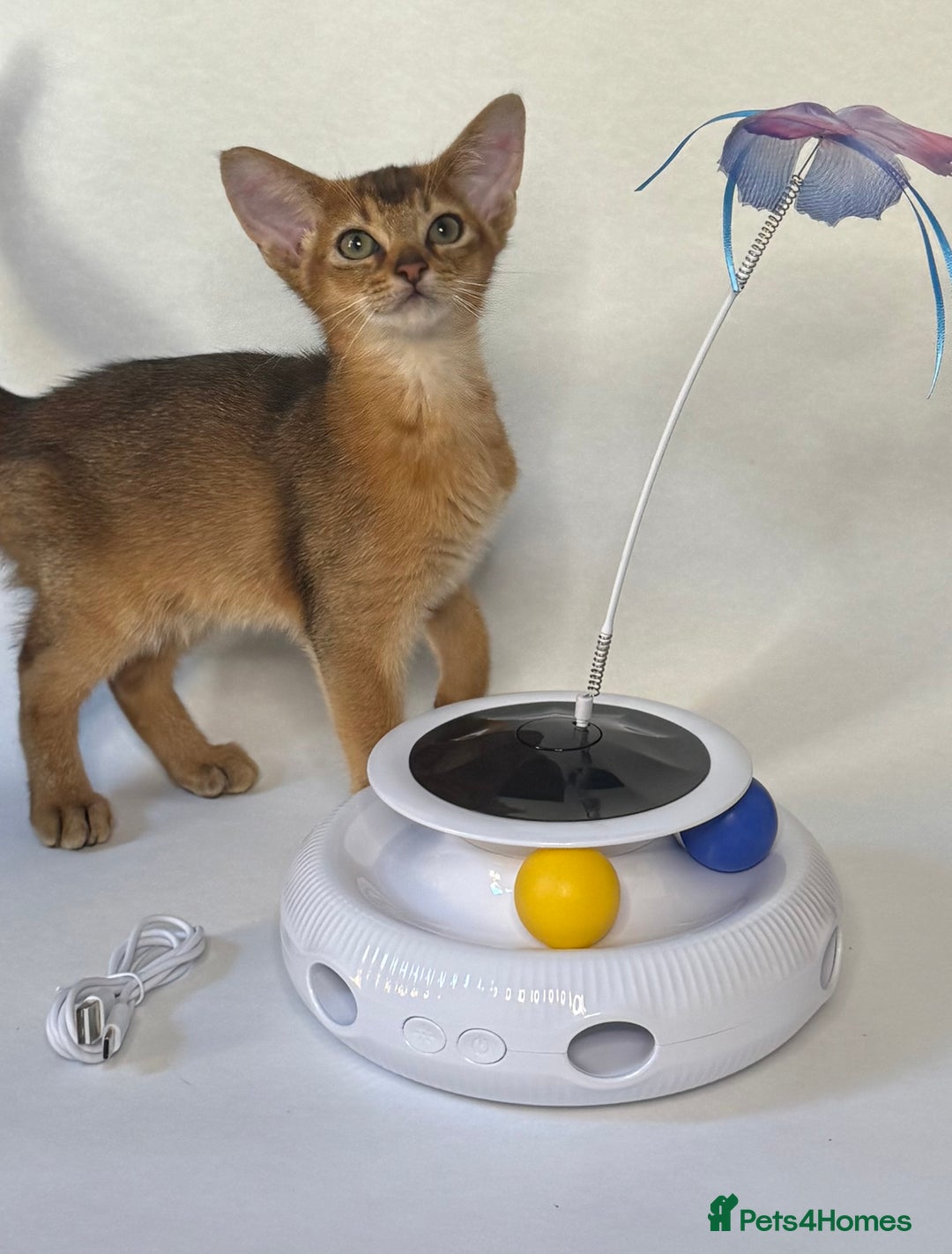 Abyssinian cats for sale: Abyssinian Kitten Boy Tica Show Quality  - Advert 6