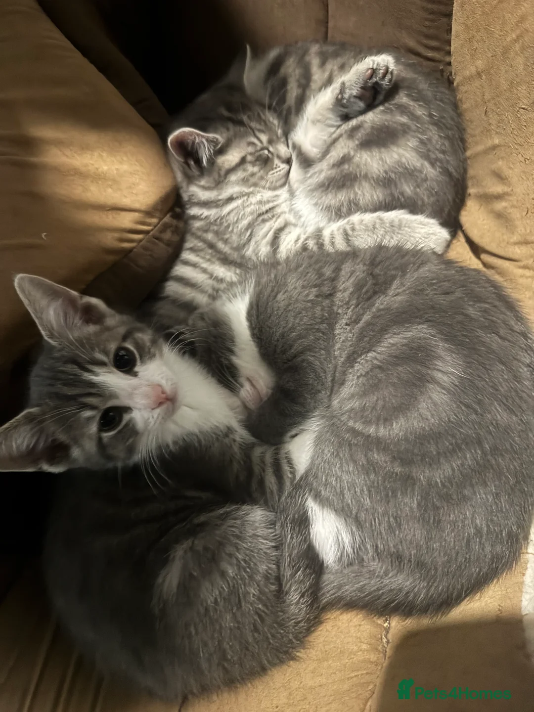 Mixed Breed cats for sale: Hi all 4 kittens - Advert 2