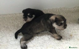 Miniature Schnauzer dogs for sale: Fully Health Tested KC Reg Mini Schnauzer pups - Image 8