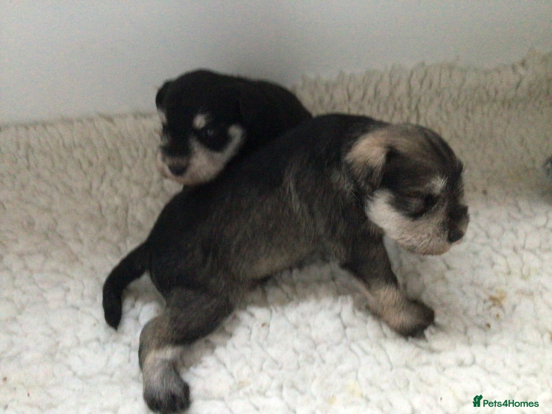 Miniature Schnauzer dogs for sale: Fully Health Tested KC Reg Mini Schnauzer pups - Image 8
