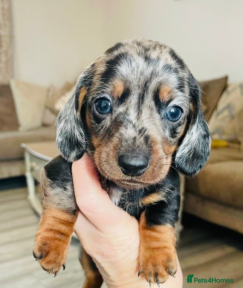Miniature Dachshund dogs Miniature Dachshund puppies 🐶  - Advert 1