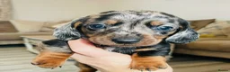 Miniature Dachshund dogs for sale: Miniature Dachshund puppies 🐶  - Advert 1