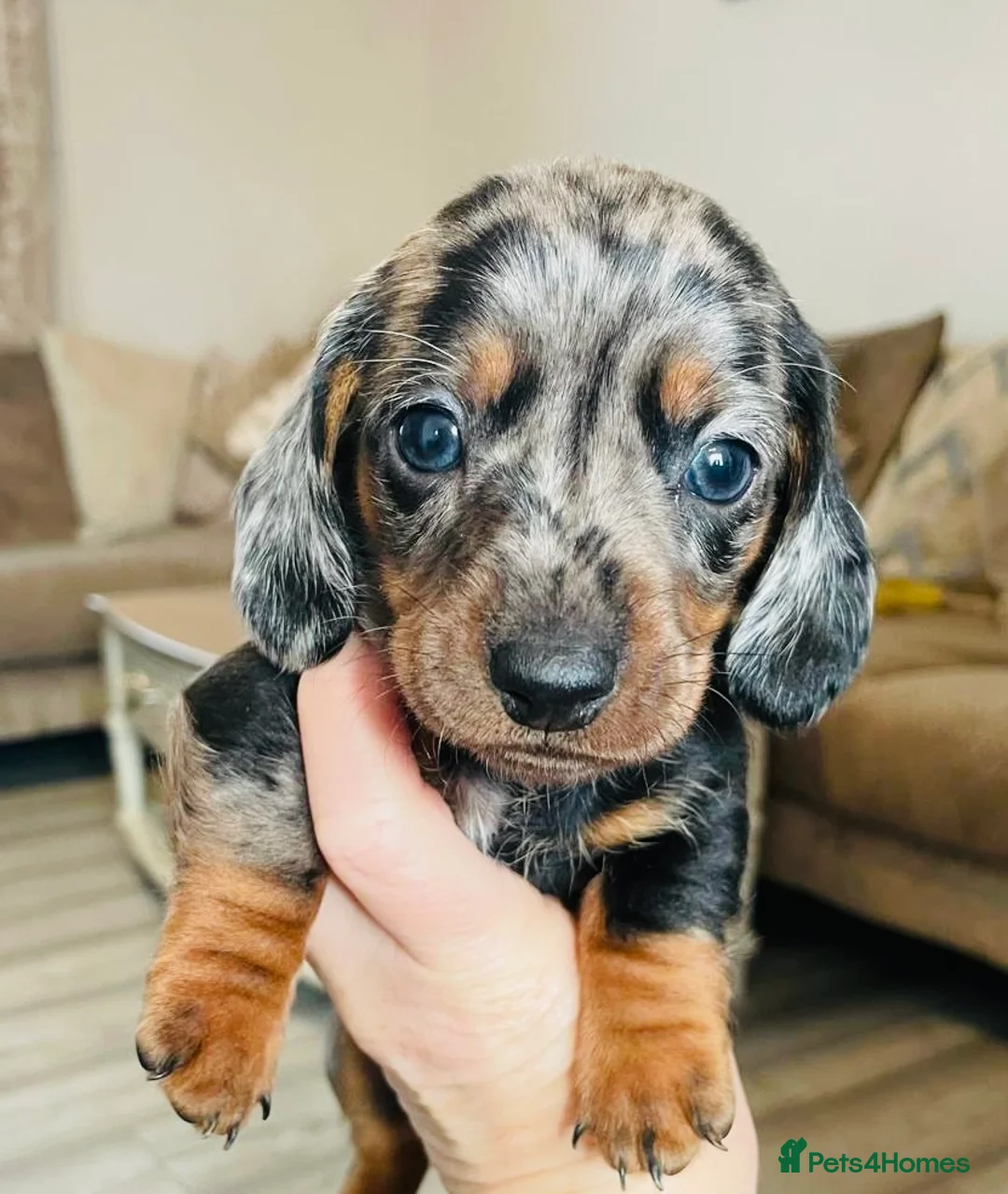 Miniature Dachshund dogs for sale: Miniature Dachshund puppies 🐶  - Advert 1