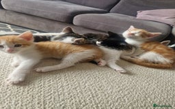 British Shorthair cats for sale: Six Gorgeous Kittens Available From Next Week - Image 34