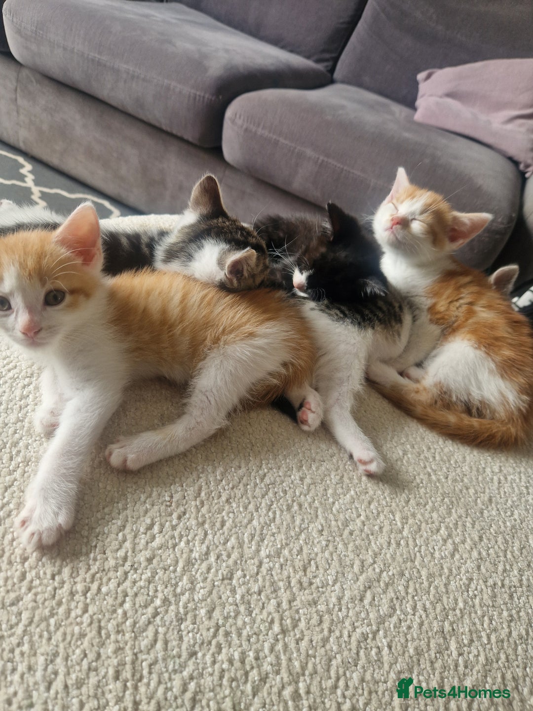 British Shorthair cats for sale: Six Gorgeous Kittens Available From Next Week - Image 34