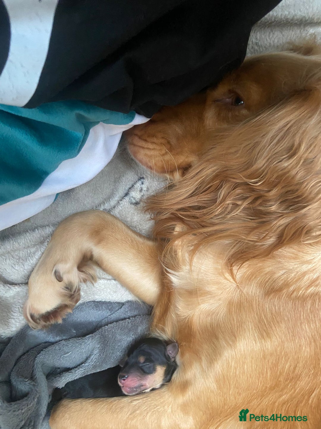 Mixed Breed dogs for sale: Corkie pups for sale - Advert 6