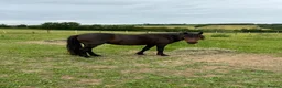Dartmoor horses for sale: Perfect summer project in Wadebridge - Advert 2