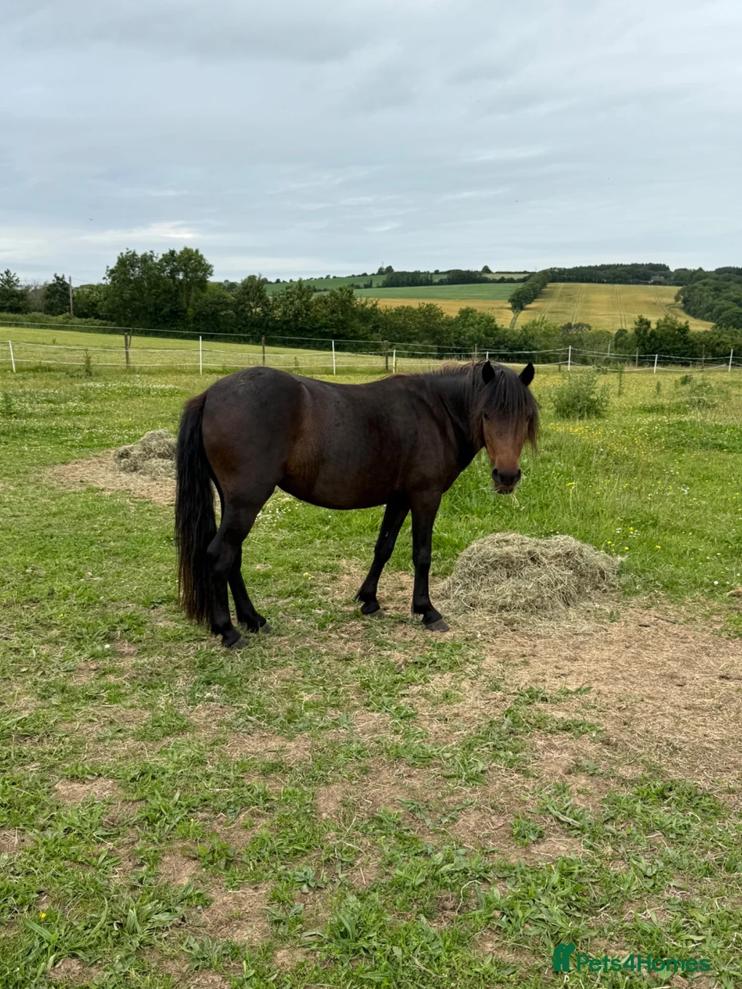 Dartmoor horses for sale: Perfect summer project in Wadebridge - Advert 2