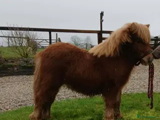 Shetland pony horses Registered miniature Shetland yearling filly - Advert 3