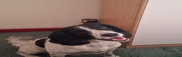 English Springer Spaniel dogs for stud: Black and white PROVEN Springer Spaniel for stud. - Advert 3