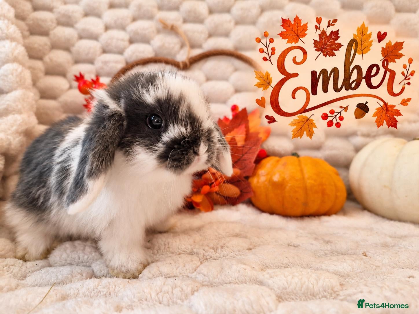 Mini Lop rabbits Mini Lop Babies  - Advert 17