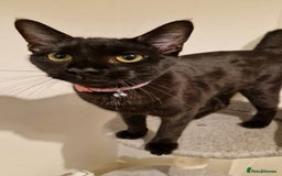 Mixed Breed cats for sale: Midnight  - Image 1