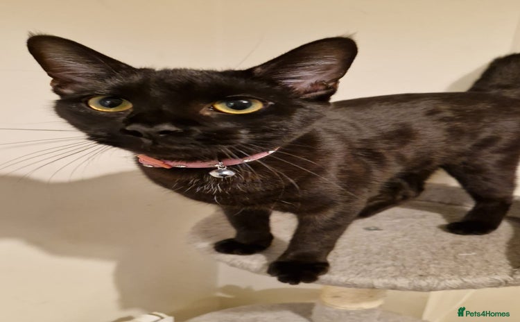 Mixed Breed cats - Advert 6