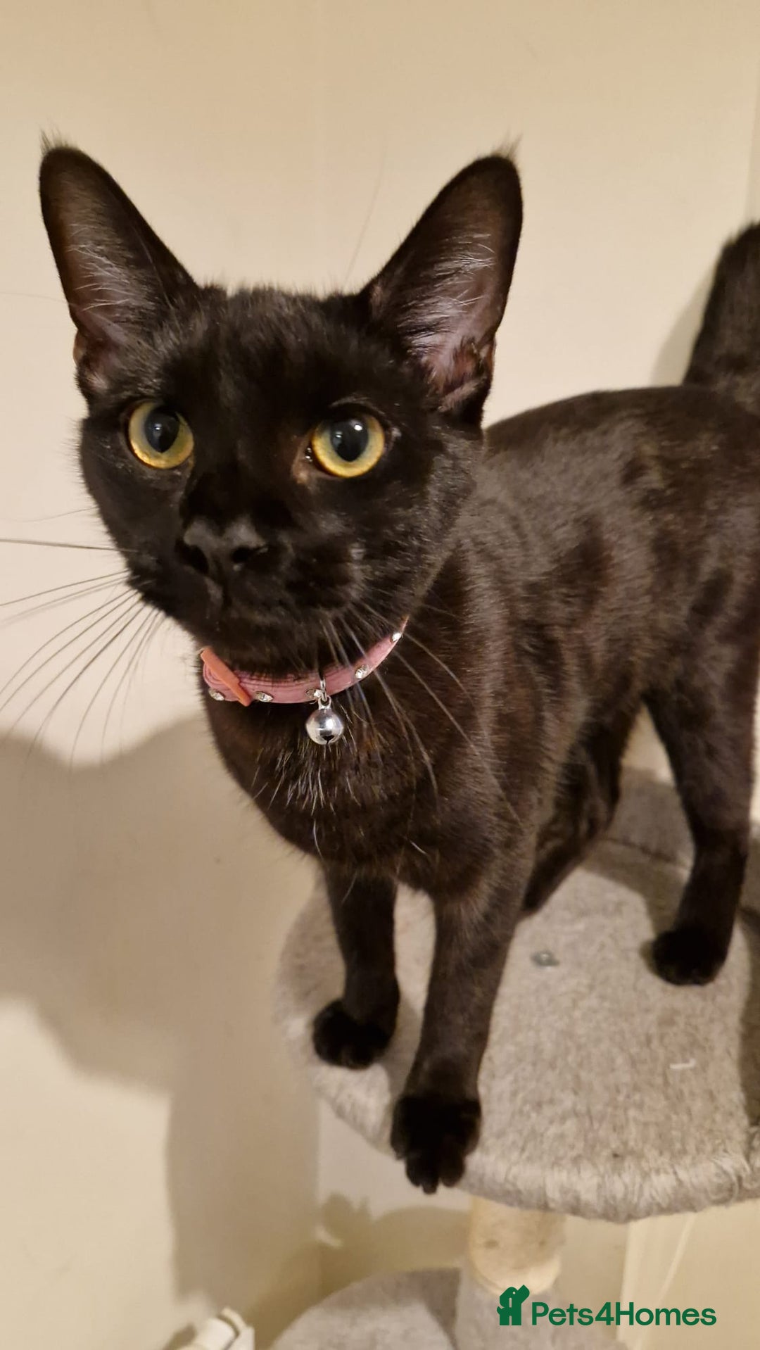 Mixed Breed cats for sale: Midnight  - Image 1