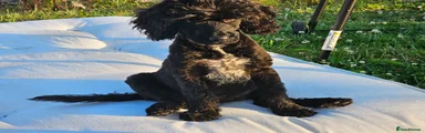 Cockapoo 1