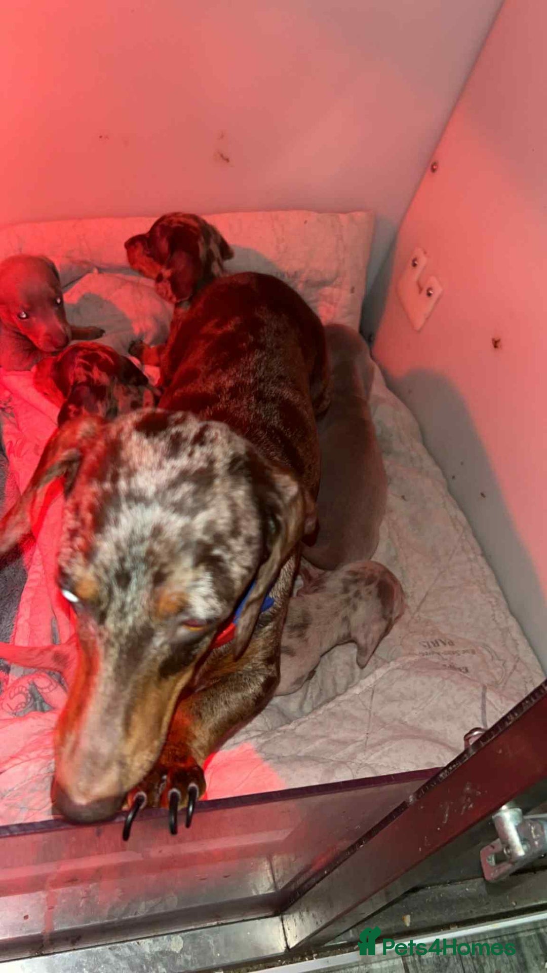 Miniature Dachshund dogs for sale: Charming Miniature dashond puppies  - Advert 8