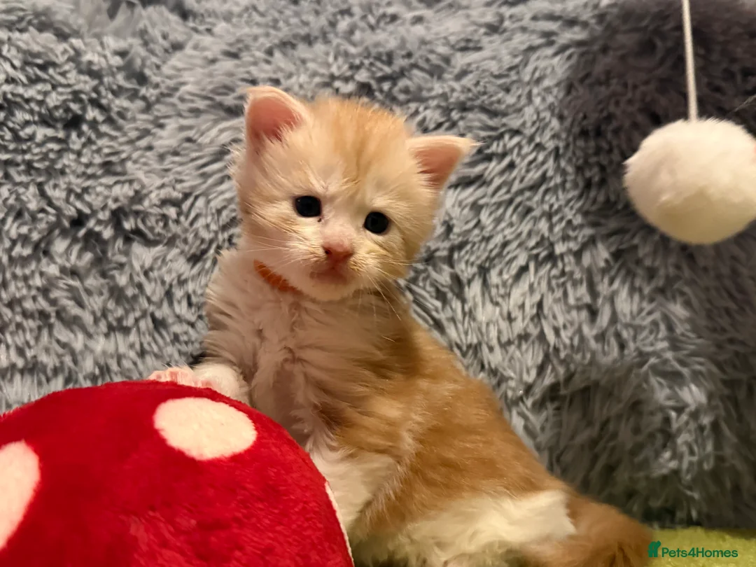 Maine Coon cats for sale: Maine coon kittens reds stunning pedigree’s  - Advert 39